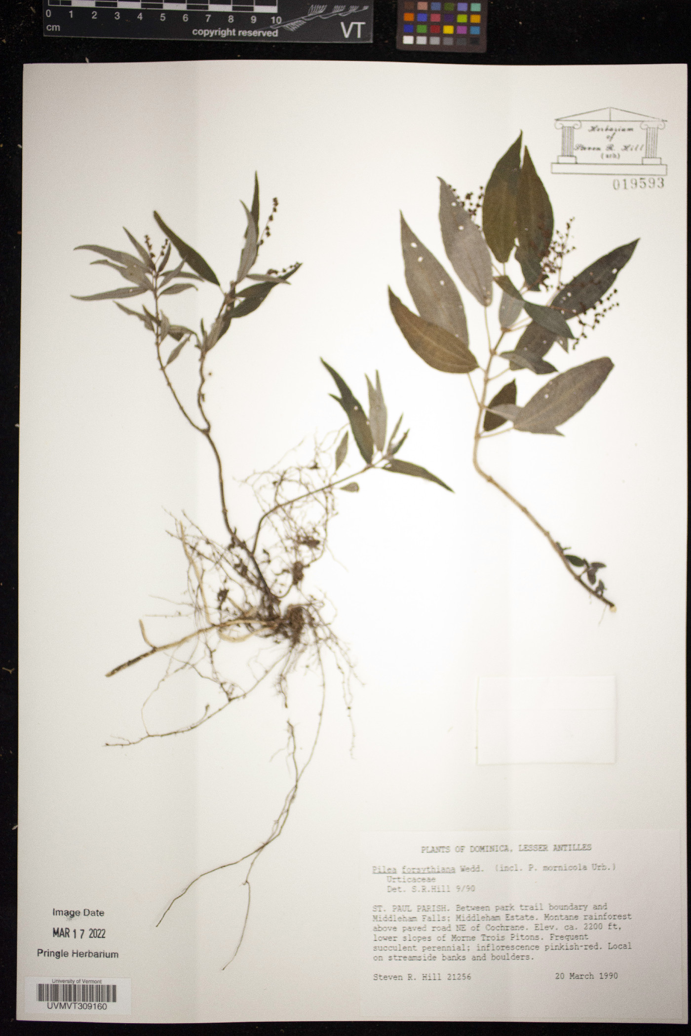 Pilea forsythiana image