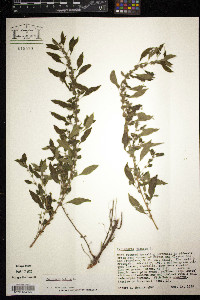 Parietaria judaica image