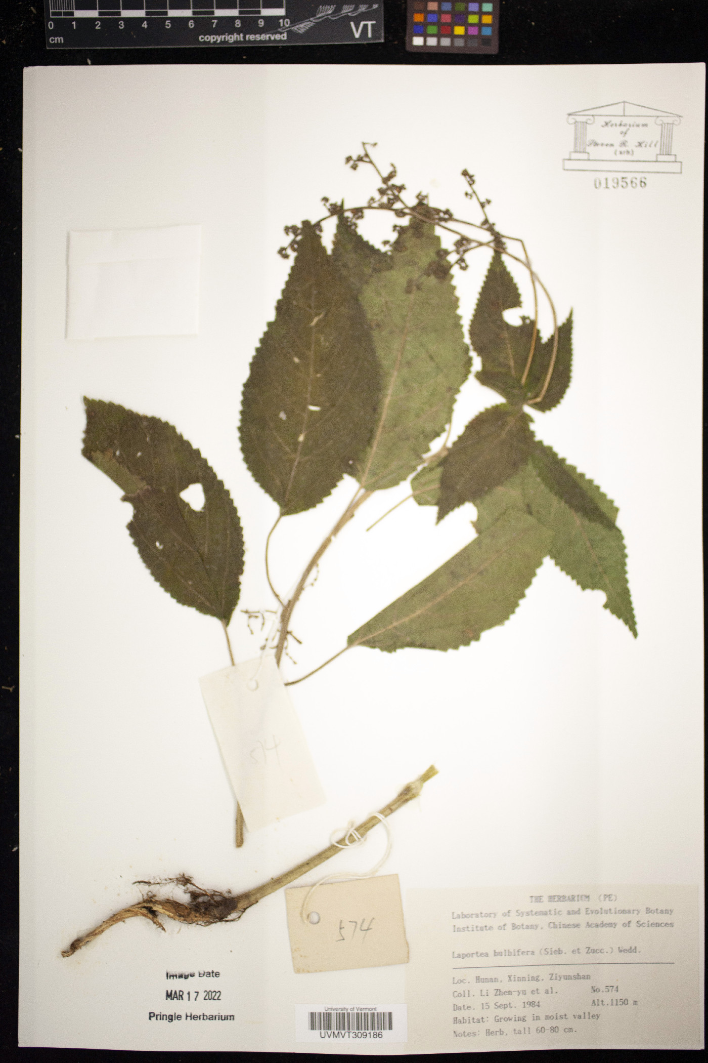 Laportea bulbifera image