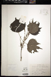 Media resource of Boehmeria platanifolia