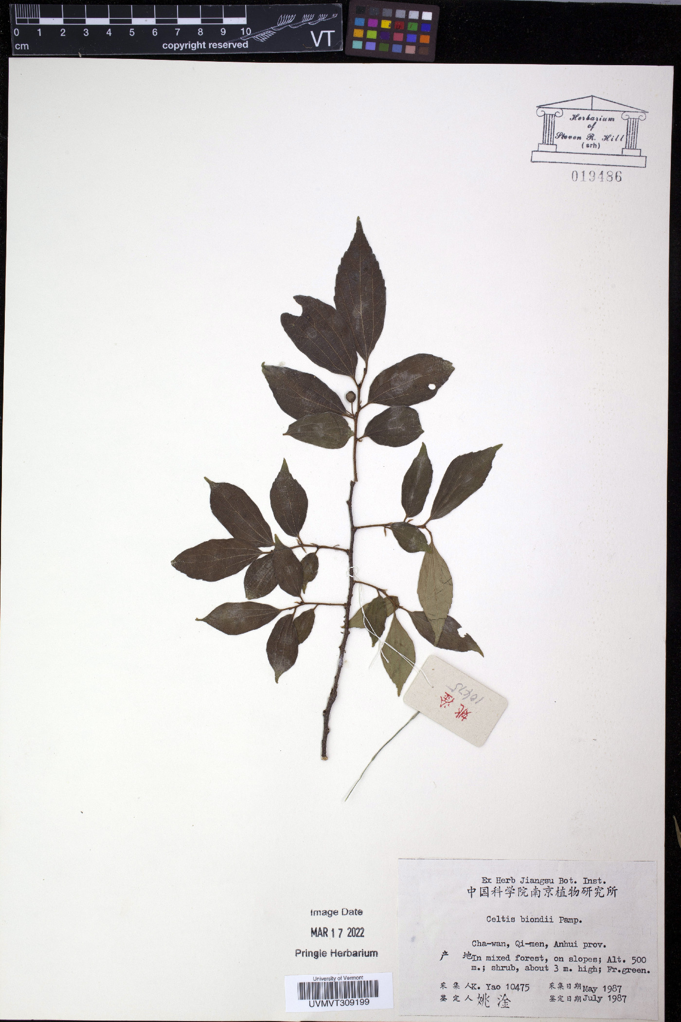 Celtis biondii image
