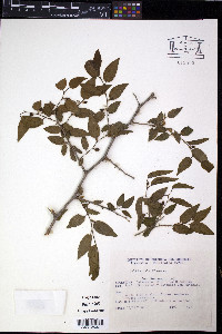 Celtis tala image