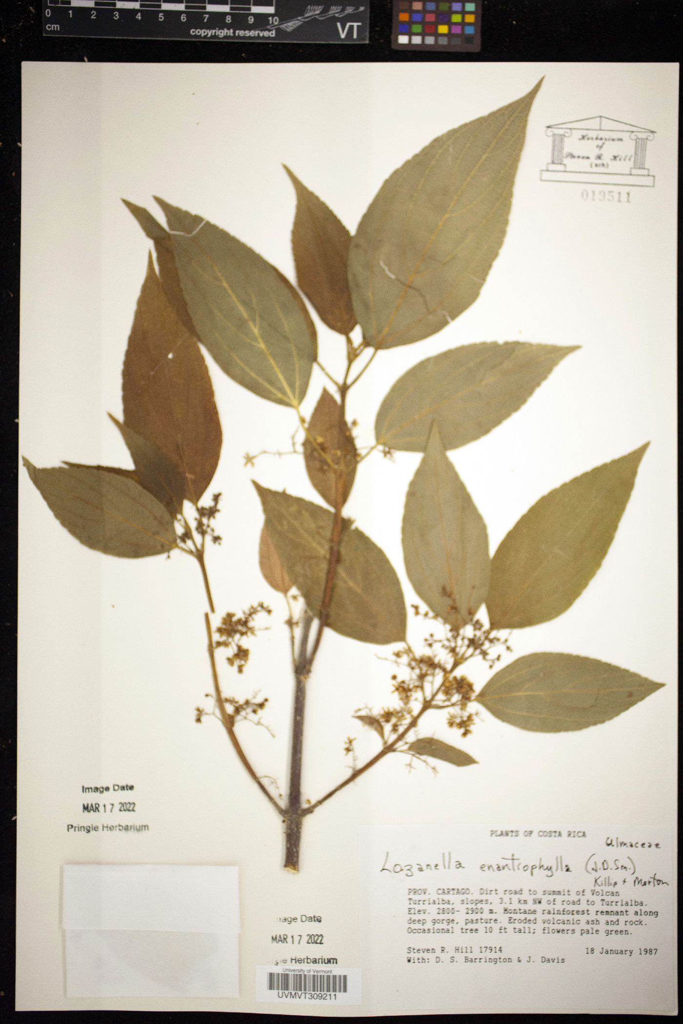 Lozanella enantiophylla image
