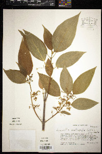 Lozanella enantiophylla image