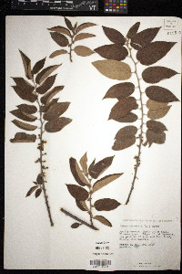 Trema micrantha image