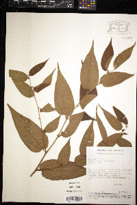 Trema micrantha image