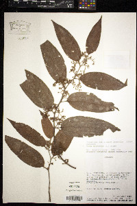 Trema micrantha image