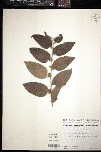 Trema micrantha image