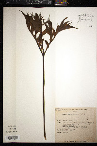 Tacca leontopetaloides image