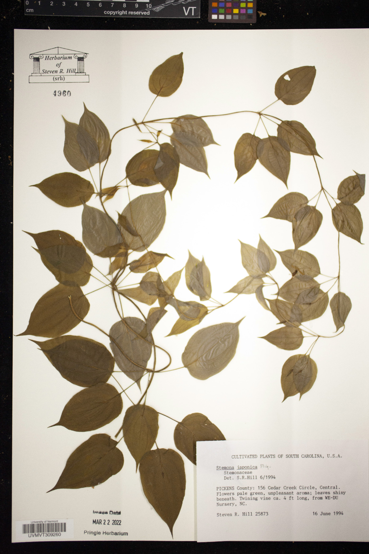 Stemona japonica image