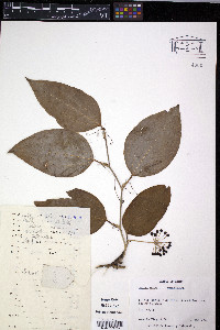 Smilax china image