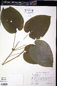 Smilax pulverulenta image