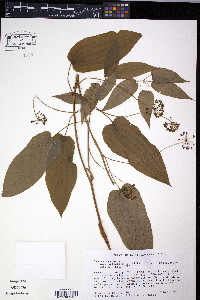 Smilax pulverulenta image
