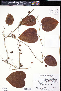 Smilax walteri image