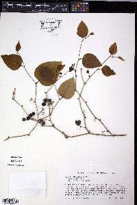 Smilax walteri image