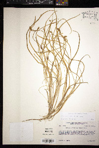 Lilaea scilloides image