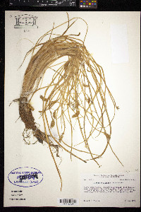 Lilaea scilloides image