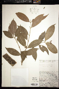 Cassipourea guianensis image