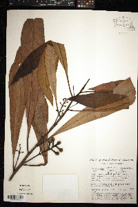 Media resource of Rhabdodendron amazonicum