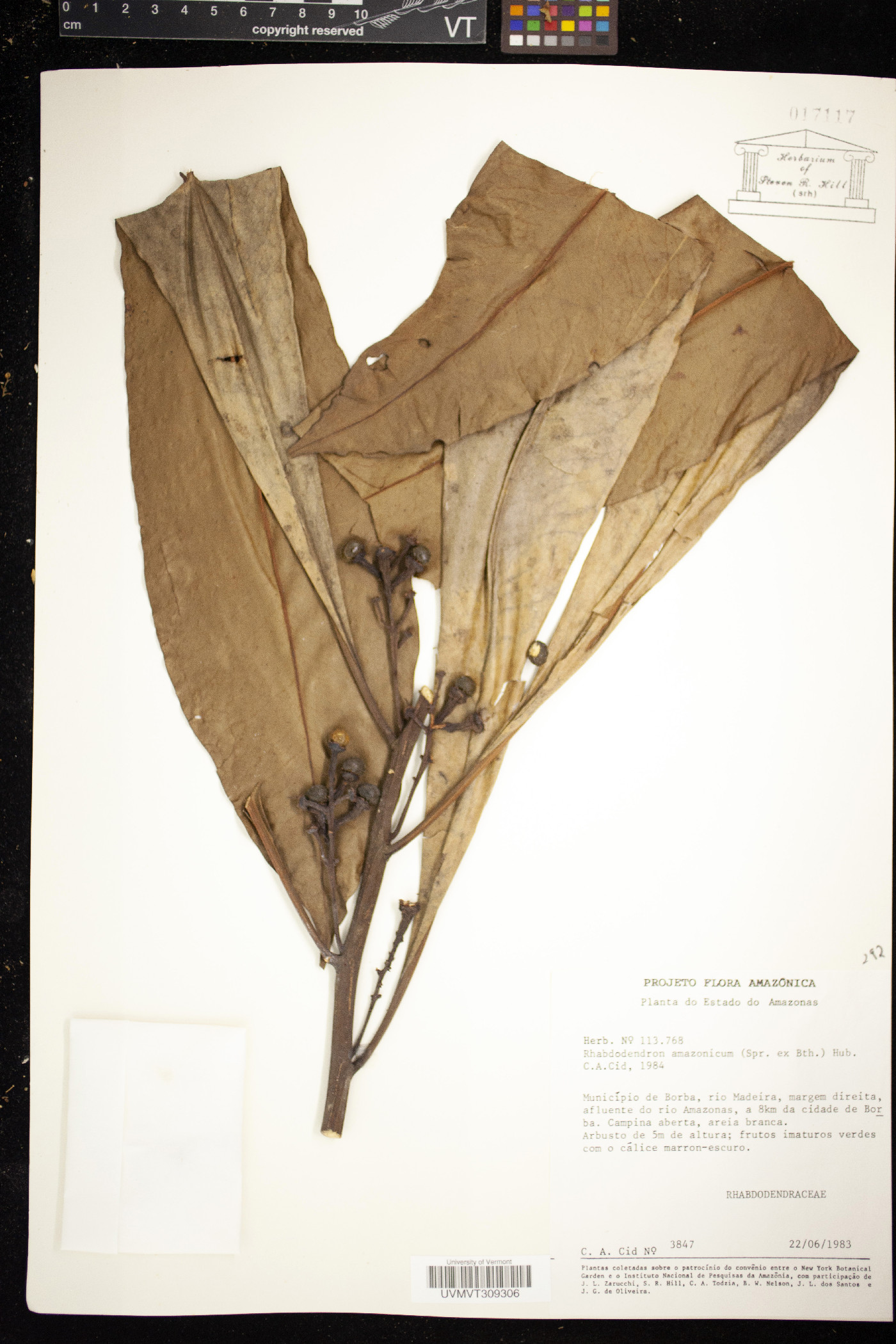 Rhabdodendraceae image
