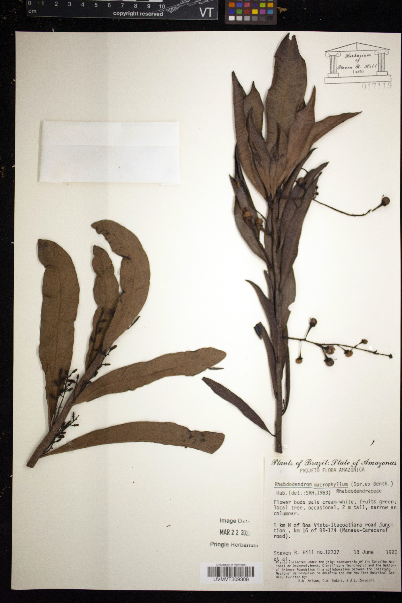 Rhabdodendron macrophyllum image