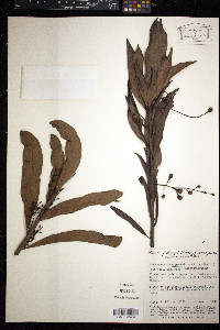 Media resource of Rhabdodendron macrophyllum