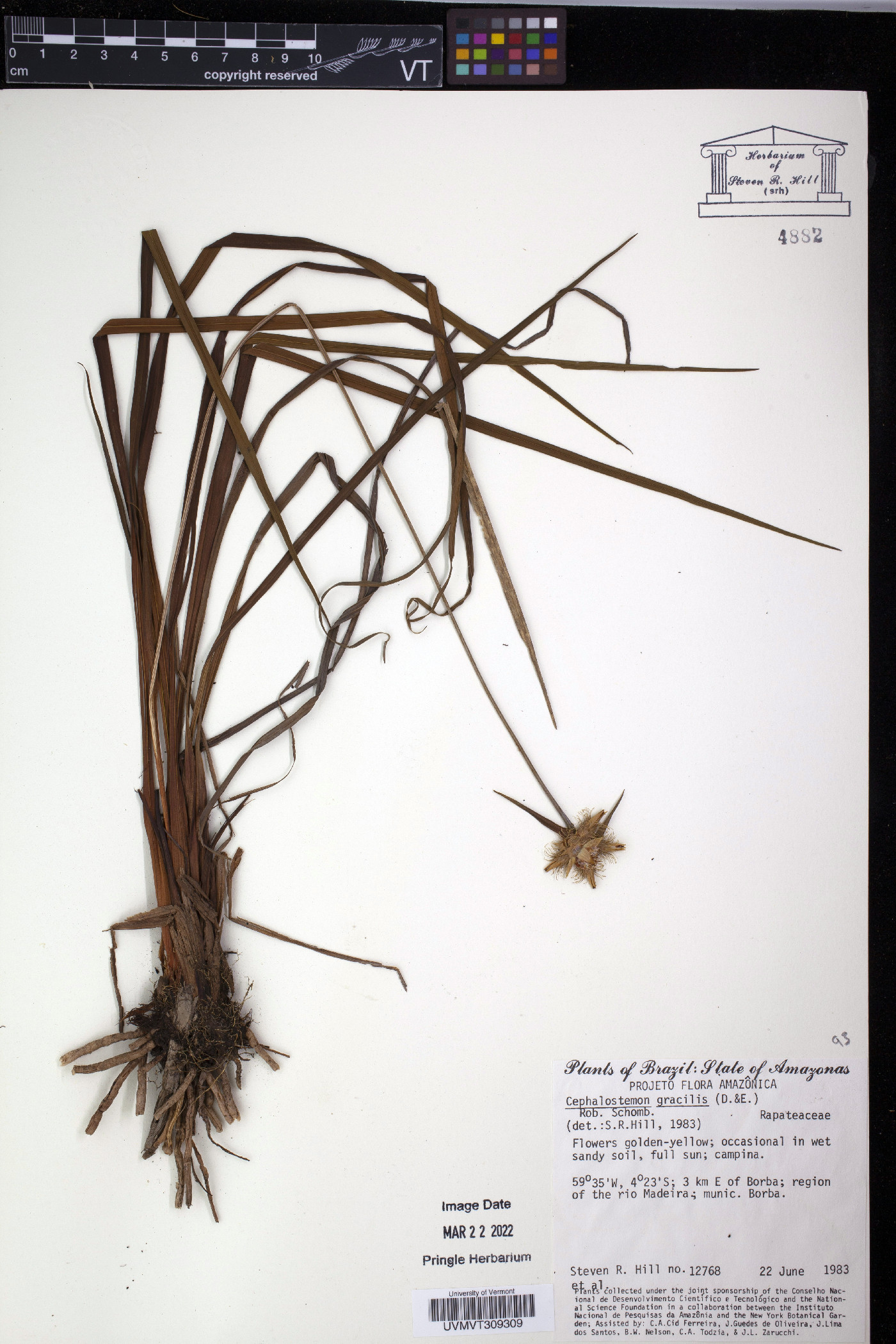 Cephalostemon image