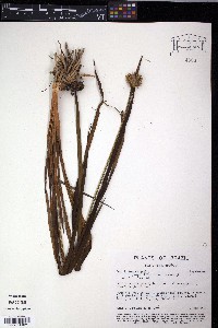 Cephalostemon gracilis image