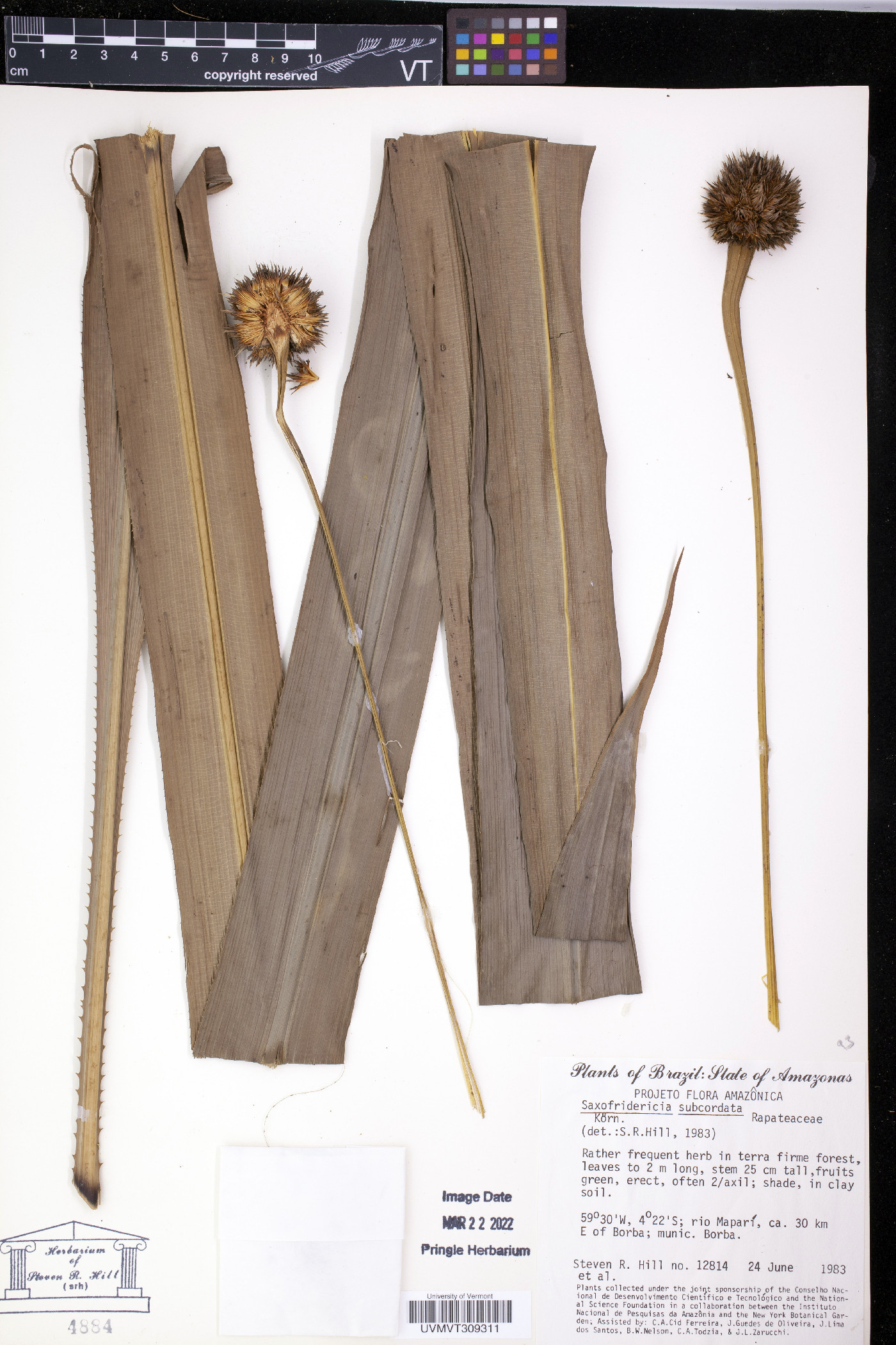 Saxofridericia aculeata image