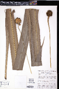 Media resource of Saxofridericia aculeata
