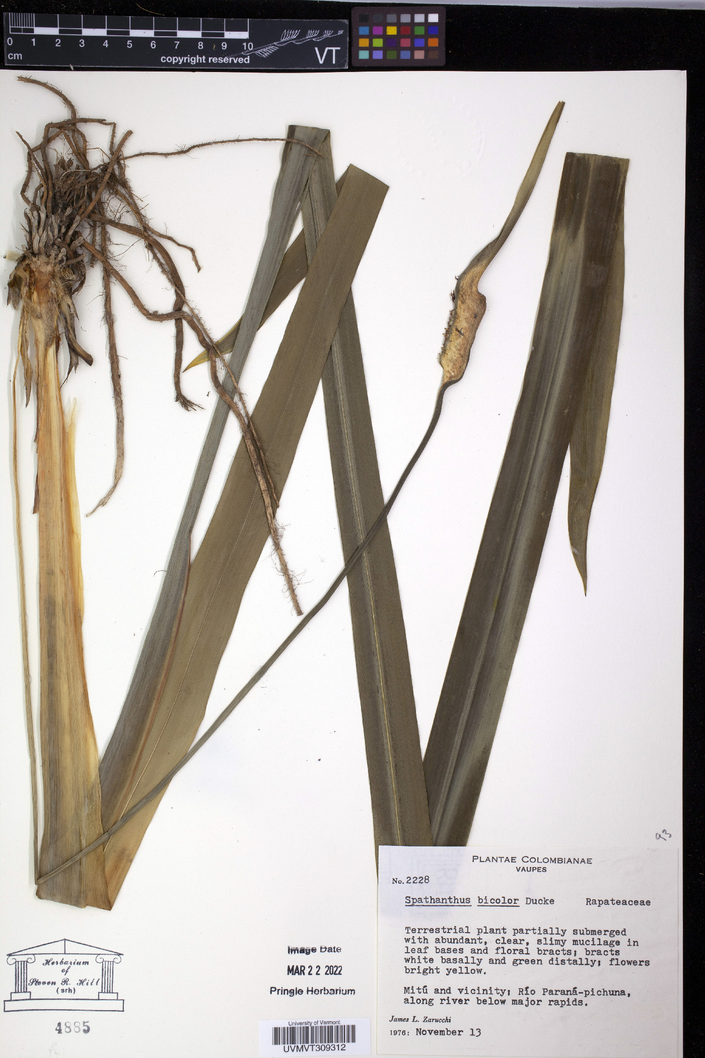 Spathanthus bicolor image