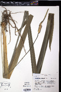 Media resource of Spathanthus bicolor