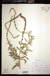 Reseda luteola image