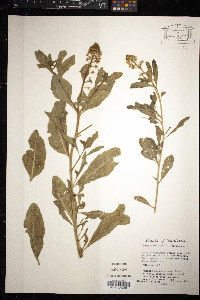 Reseda odorata image