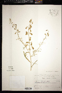 Reseda orientalis image