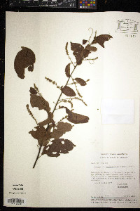 Media resource of Gouania frangulifolia