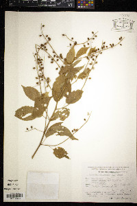 Gouania lupuloides image