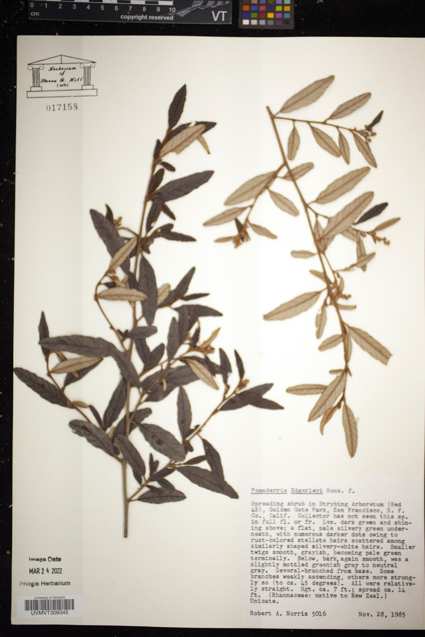 Pomaderris edgerleyi image
