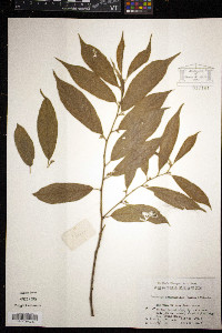Rhamnella franguloides image