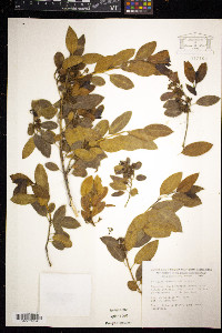 Rhamnus alaternus image