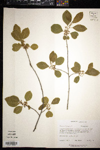 Frangula alnus image