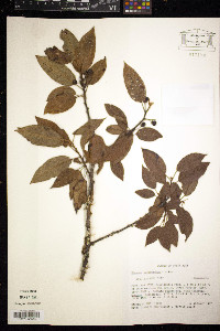 Media resource of Rhamnus oreodendron