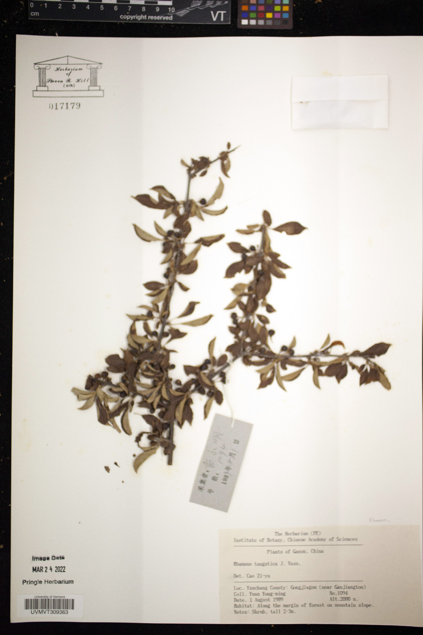 Rhamnus tangutica image