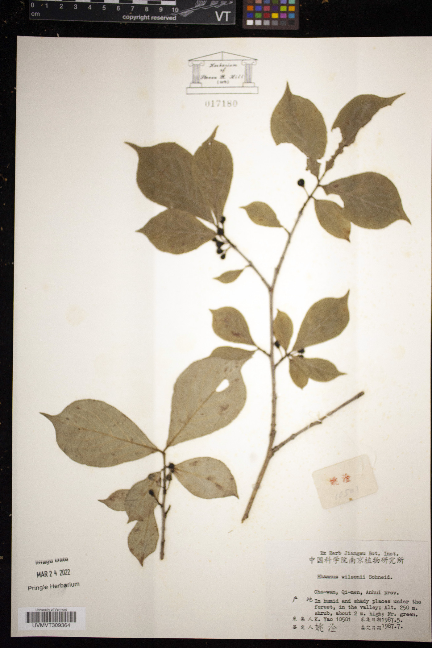 Rhamnus wilsonii image