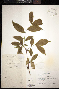 Rhamnus wilsonii image