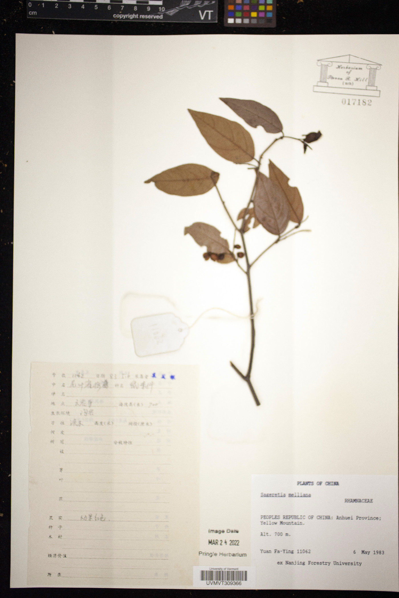 Sageretia melliana image
