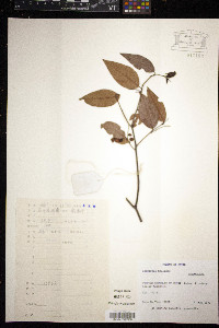 Media resource of Sageretia melliana