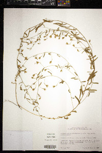 Stylisma patens image