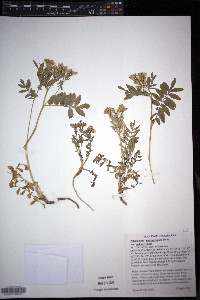 Polemonium pulcherrimum var. pulcherrimum image