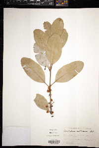 Calophyllum antillanum image